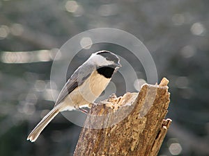 Carolina Chickadee