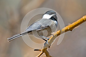 Carolina Chickadee