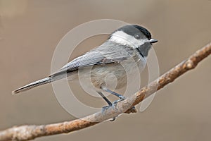 Carolina Chickadee