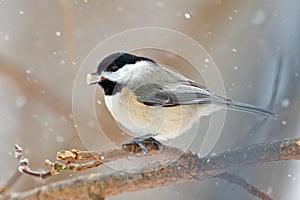 Carolina Chickadee