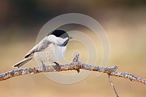 Carolina Chickadee