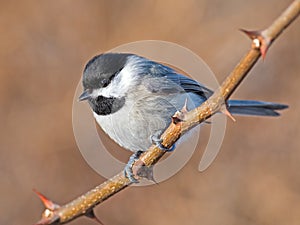 Carolina Chickadee