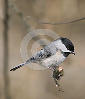 Carolina chickadee