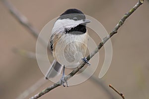 Carolina chickadee