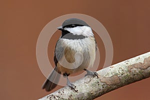 Carolina Chickadee on a Branch