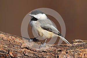 Carolina Chickadee on a Branch