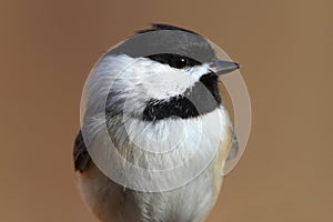 Carolina Chickadee on a Branch