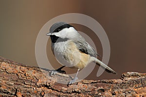 Carolina Chickadee on a Branch