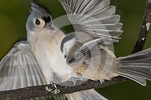 Carolina Chickadee Confronting a Startled Tufted Titmouse