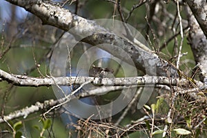 Carolina Chickadee Flying off a Branch