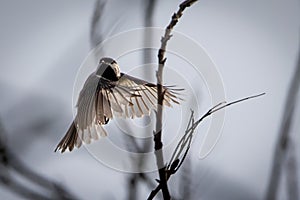 Carolina Chickadee in flight