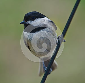 Carolina Chickadee Perched