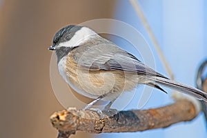 Carolina Chickadee