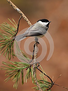 Carolina Chickadee on pine branch