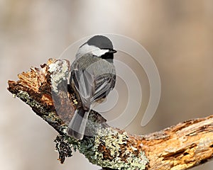 Carolina chickadee (Poecile carolinensis)