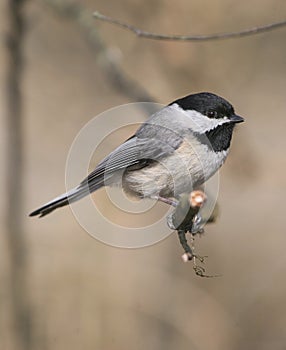 Carolina chickadee, Poecile carolinensis