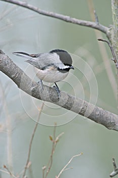 Carolina chickadee, Poecile carolinensis