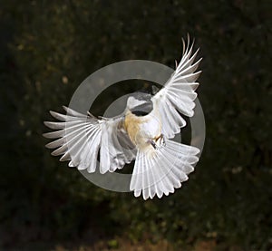 Carolina chickadee (Poecile carolinensis) flying