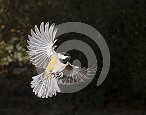 Carolina chickadee (Poecile carolinensis) flying