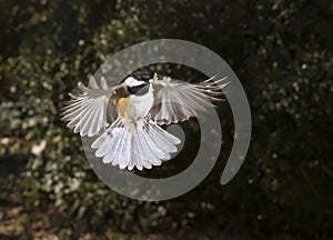 Carolina chickadee (Poecile carolinensis) flying