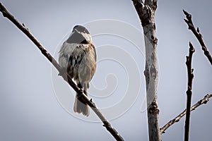 Carolina Chickadee resting on a branch