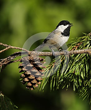 Carolina Chickadee
