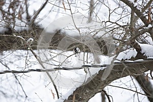 Carolina Chickadee Snacking during Snow