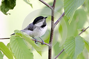 Carolina Chickadee songbird, Blue Ridge Mountains, North Carolina