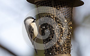 Carolina Chickadee at sunflower bird feeder, Athens, Georgia USA