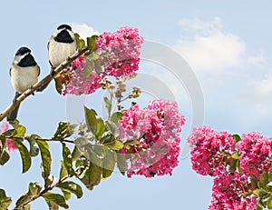 Carolina Chickadees poecile carolinensis in a Blooming Crape Myrtle Tree