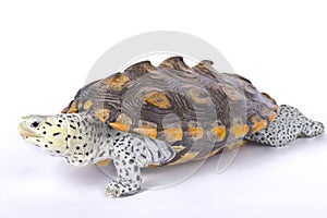 Carolina diamondback terrapin, Malaclemys terrapin centrata