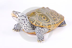 Carolina diamondback terrapin, Malaclemys terrapin centrata photo