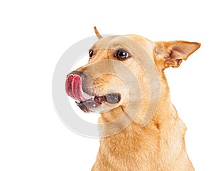 Carolina Dog Licking Lips