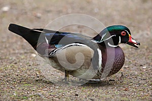 Carolina duck (Aix sponsa).