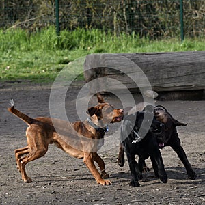 Carolina fighting with two black Majorca Shepherd dogs at the training in a dog park