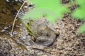 Carolina Gopher Frog