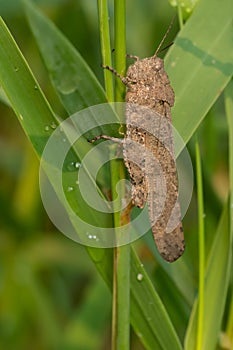 Carolina Grasshopper - Dissosteira carolina