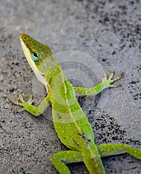 Carolina Green Anole Gecko Lizard