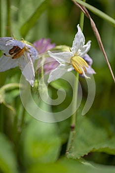 Carolina Horse Nettle