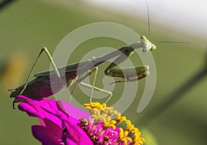 Carolina Mantis Insect on Pink Zinnia Blossom - Arthropoda