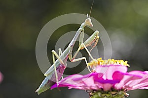 Carolina Mantis Insect on Pink Zinnia Blossom - Arthropoda