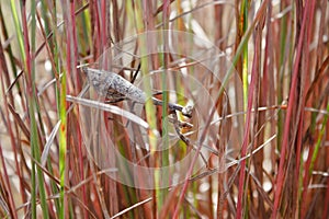 Carolina Mantis in Little Bluestem - Fall Foliage