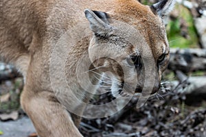 Carolina Panther at a wildlife refuge