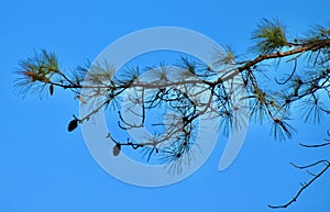 Carolina pine branch caught a fishing lure at Lake Murray South Carolina