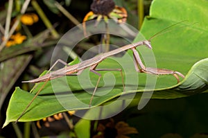 Carolina Praying Mantis (Stagmomantis carolina) photo