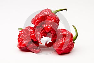 Carolina Reaper - Hot Peppers