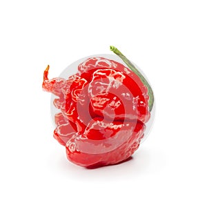 Carolina Reaper, the hottest chile pepper Capsicum chinense, whole ripe pod, isolated on white background. Superhot or