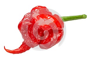 Carolina reaper pepper c. chinense, paths