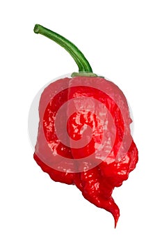 Carolina reaper pepper c. chinense, paths