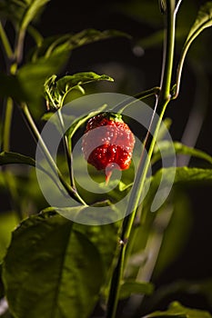 Carolina Reaper strong hot pepper